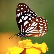 о.Родос: Долина бабочек